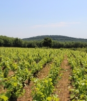 vignes