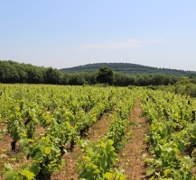 vignes