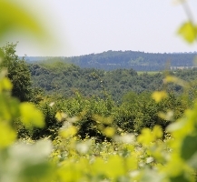 domaine de cardon