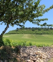 photo vignoble