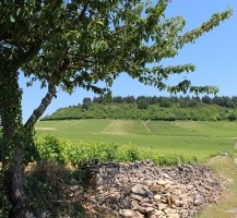 photo vignoble