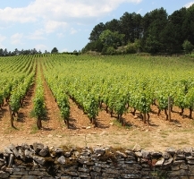 vignes