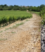 vignoble