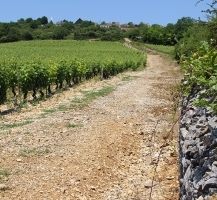 vignoble