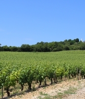 vignoble