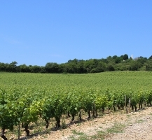 vignoble