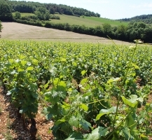 vignes