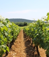 allée de vignes