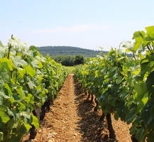 allée de vignes