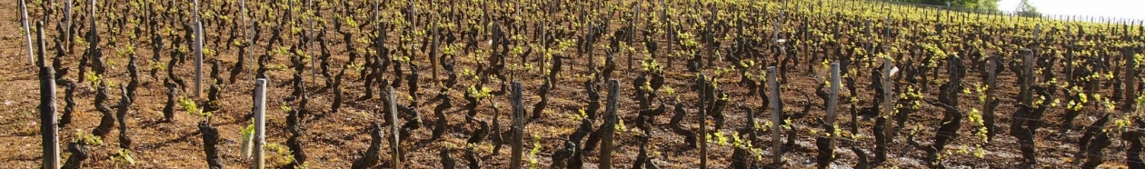 Domaine de Cardon, un nouveau venu A Rully